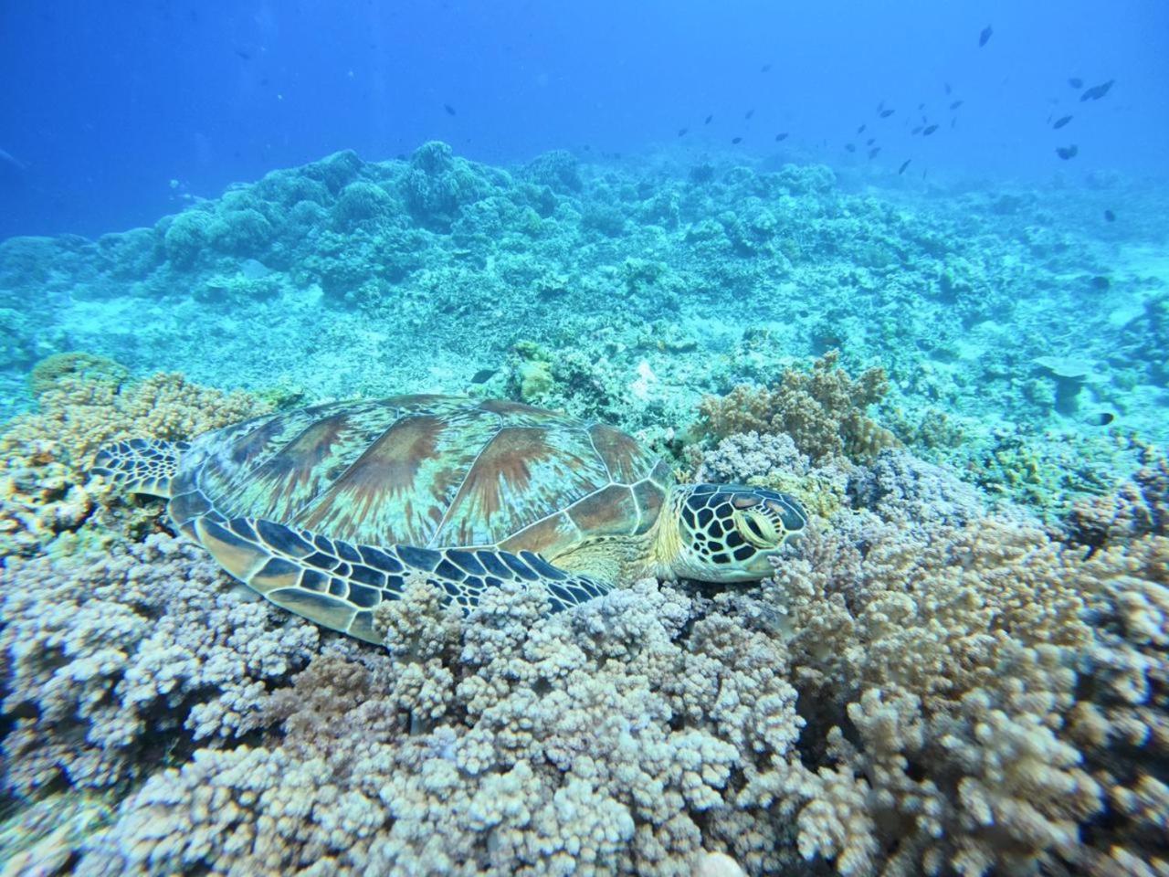 גילי טרוונגן Diversia Diving Club & Bungalows מראה חיצוני תמונה